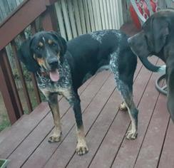 Bluetick Coonhound Dogs for adoption in Lancaster, PA, USA