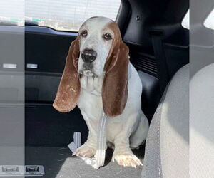 Basset Hound-Unknown Mix Dogs for adoption in Princeton, MN, USA
