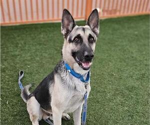 German Shepherd Dog-Unknown Mix Dogs for adoption in Las Vegas, NV, USA
