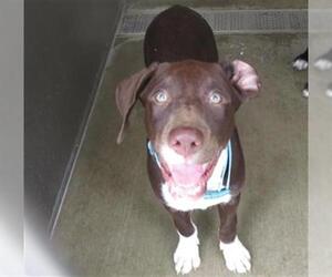 Lab-Pointer Dogs for adoption in Orange, CA, USA