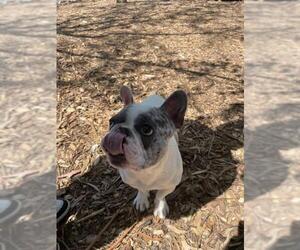 French Bulldog Dogs for adoption in Fremont, CA, USA