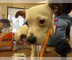 Mutt Dogs for adoption in Ocala, FL, USA