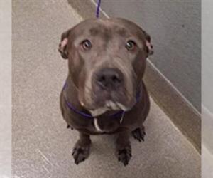 Mutt Dogs for adoption in Las Vegas, NV, USA