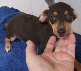 Chiweenie Dogs for adoption in Birch Tree, MO, USA