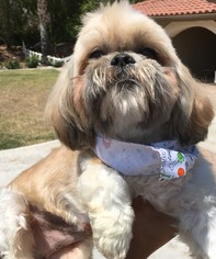 Shih Tzu Dogs for adoption in MORENO VALLEY, CA, USA