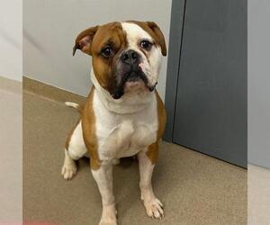American Bulldog-Unknown Mix Dogs for adoption in Aurora, CO, USA