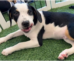 Black Mouth Cur-Unknown Mix Dogs for adoption in Sanford, FL, USA
