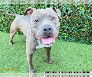 American Pit Bull Terrier Dogs for adoption in West Palm Beach, FL, USA