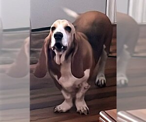 Small Basset Hound