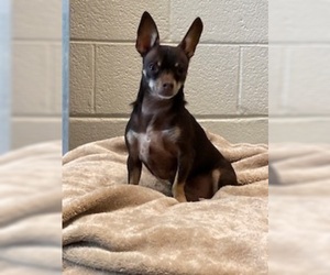 Chihuahua Dogs for adoption in Waterford, VA, USA