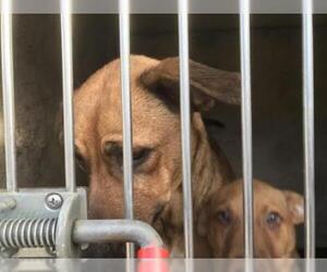 Shepradors Dogs for adoption in Oklahoma City, OK, USA