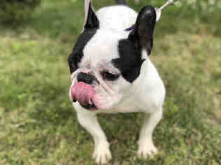 French Bulldog Dogs for adoption in Hampton Bays, NY, USA