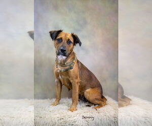 Retriever -Unknown Mix Dogs for adoption in Hot Springs Village, AR, USA