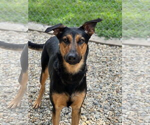 Mutt Dogs for adoption in Manchester, MO, USA