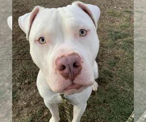 American Bulldog-Unknown Mix Dogs for adoption in Center Township, PA, USA