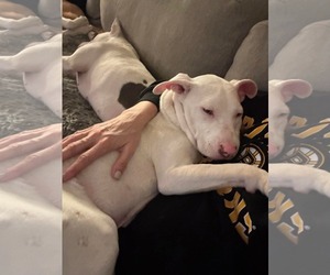 American Pit Bull Terrier-Unknown Mix Dogs for adoption in Hillsboro, NH, USA