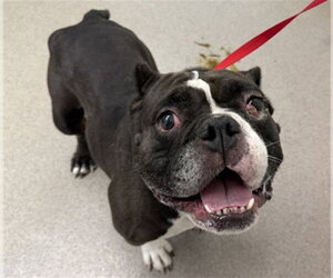 American Bulldog-Unknown Mix Dogs for adoption in San Bernardino, CA, USA
