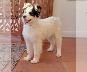 Australian Shepherd-Unknown Mix Dogs for adoption in Royal Palm Beach, FL, USA