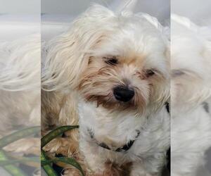 Maltese Dogs for adoption in Mooresville, NC, USA