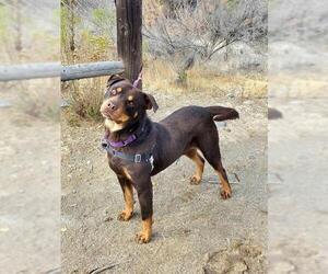 Rottweiler-Unknown Mix Dogs for adoption in Chula Vista, CA, USA