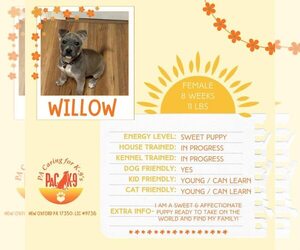 American Staffordshire Terrier-Unknown Mix Dogs for adoption in New Oxford , PA, USA