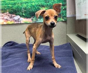 Chihuahua-Unknown Mix Dogs for adoption in Moreno Valley, CA, USA