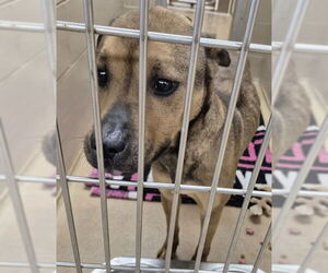 American Pit Bull Terrier-Chinese Shar-Pei Mix Dogs for adoption in Decatur, IL, USA