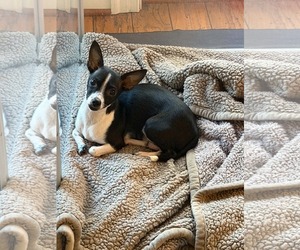 Rat-Cha Dogs for adoption in Holly Springs, NC, USA