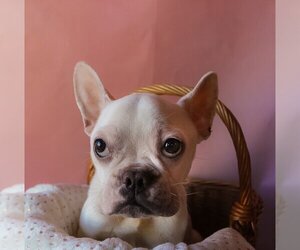 French Bulldog Dogs for adoption in Claremore, OK, USA