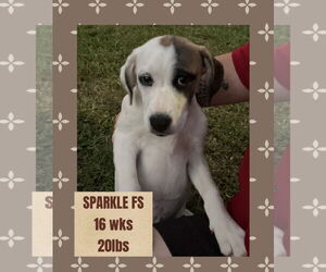 Great Pyrenees-Unknown Mix Dogs for adoption in Woodbury, NY, USA