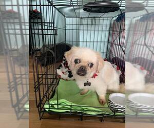 Pekingese Dogs for adoption in Myrtle Beach, SC, USA