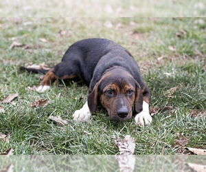 Mutt Dogs for adoption in Belleville, IL, USA