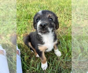 Sheprador Dogs for adoption in Pacolet, SC, USA