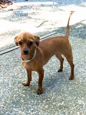 Doxie-Pin Dogs for adoption in Antioch, CA, USA