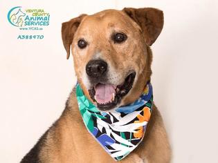 Harrier-Unknown Mix Dogs for adoption in Camarillo, CA, USA