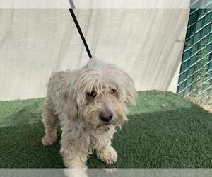 Zuchon Dogs for adoption in Visalia, CA, USA