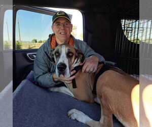 Great Dane Dogs for adoption in Bullard, TX, USA