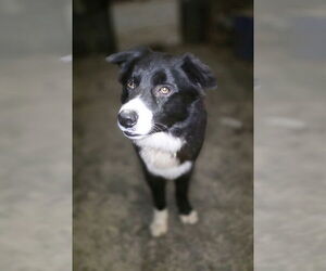 Border-Aussie Dogs for adoption in Aurora, IN, USA