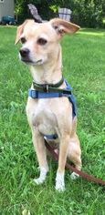 Medium Photo #1 Chiweenie Puppy For Sale in Danbury, CT, USA