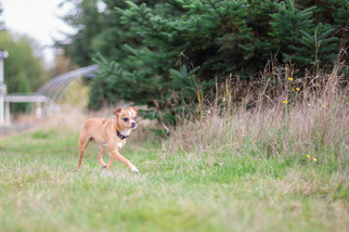 Chihuahua Dogs for adoption in Sandy, OR, USA