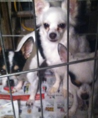 Medium Photo #1 Chihuahua Puppy For Sale in Tonopah, AZ, USA