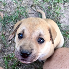 Medium Photo #1 Labrador Retriever-Unknown Mix Puppy For Sale in The Woodlands, TX, USA