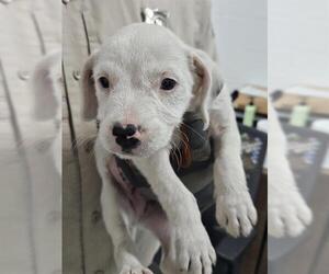 Labrador Retriever-Unknown Mix Dogs for adoption in Temple, TX, USA