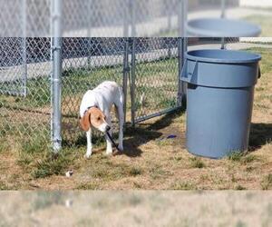 English Foxhound Dogs for adoption in See Website, CA, USA