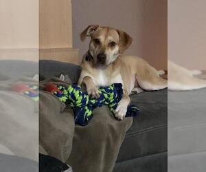 Labralas Dogs for adoption in Orlando, FL, USA