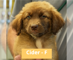 Mutt Dogs for adoption in Brooklyn, NY, USA