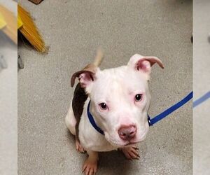 American Pit Bull Terrier-Unknown Mix Dogs for adoption in Las Vegas, NV, USA