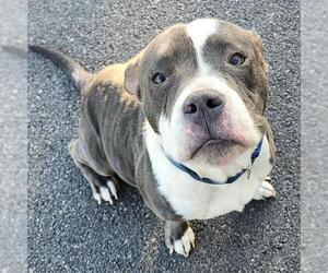 American Bulldog-Unknown Mix Dogs for adoption in San Antonio, TX, USA