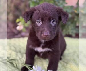 Labrador Retriever-Unknown Mix Dogs for adoption in San Diego, CA, USA