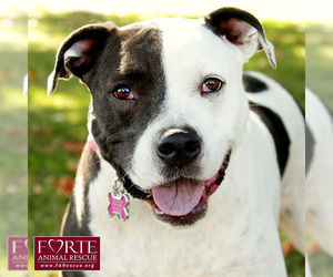 Small American Bulldog-Labrador Retriever Mix